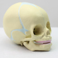 SKULL04 (12330) Modèle de crâne foetal de 30 semaines de sciences médicales, modèle de crâne infantile anatomique